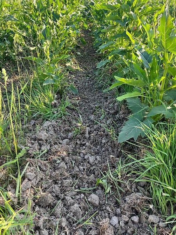 Bodenfräse del tipo Minos Agri R 5, Vorführmaschine en Unterschneidheim-Zöbingen (Imagen 9)