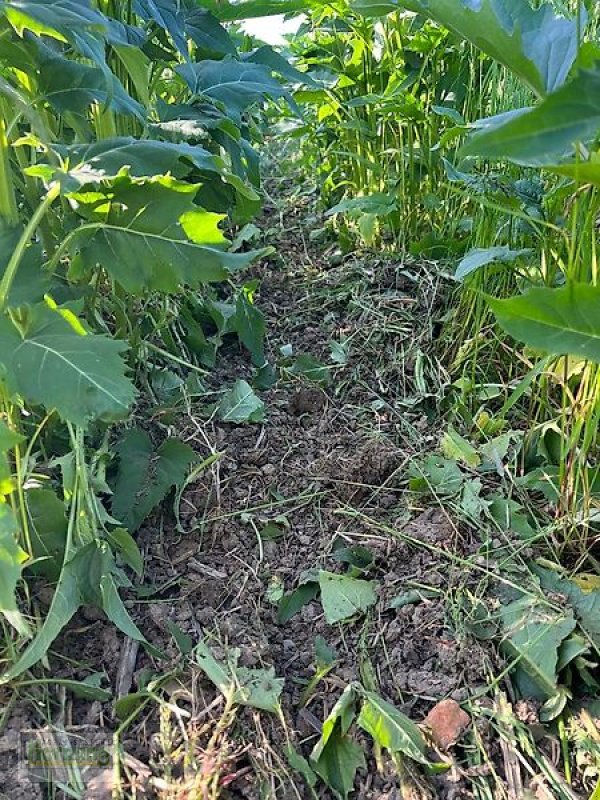 Bodenfräse del tipo Minos Agri R 5, Vorführmaschine en Unterschneidheim-Zöbingen (Imagen 11)