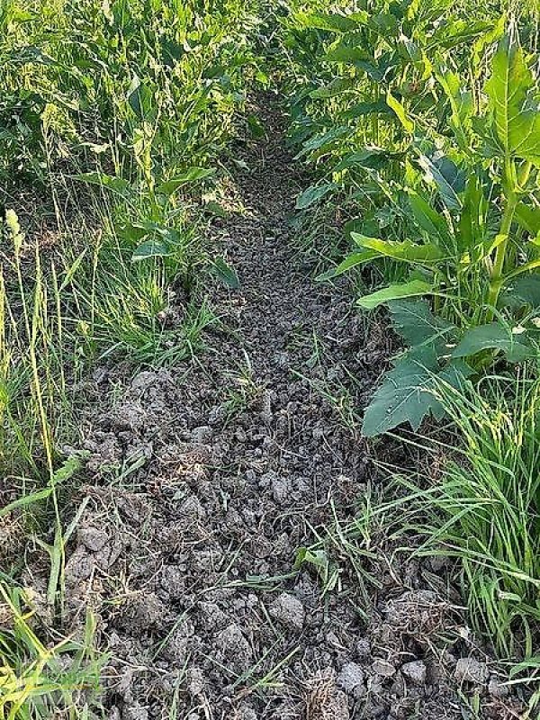 Bodenfräse tipa Minos Agri R 5, Vorführmaschine u Unterschneidheim-Zöbingen (Slika 10)