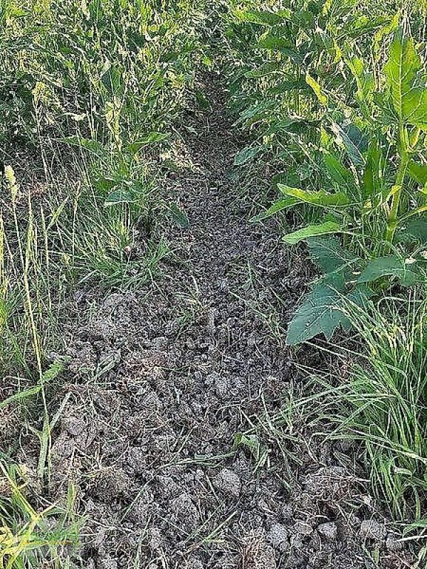 Bodenfräse du type Minos Agri R 5, Vorführmaschine en Unterschneidheim-Zöbingen (Photo 11)