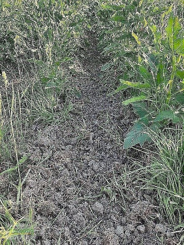 Bodenfräse van het type Minos Agri R 5, Vorführmaschine in Unterschneidheim-Zöbingen (Foto 4)