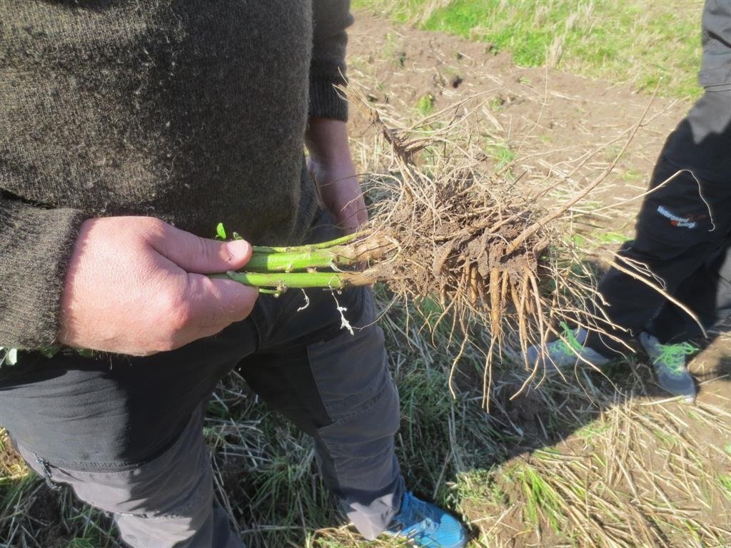 Egge tip Sonstige 4 M BEKÆMPELSE AF RODUKRUDT UDEN BIVIRKNINGER, Gebrauchtmaschine in Nørre Nebel (Poză 2)