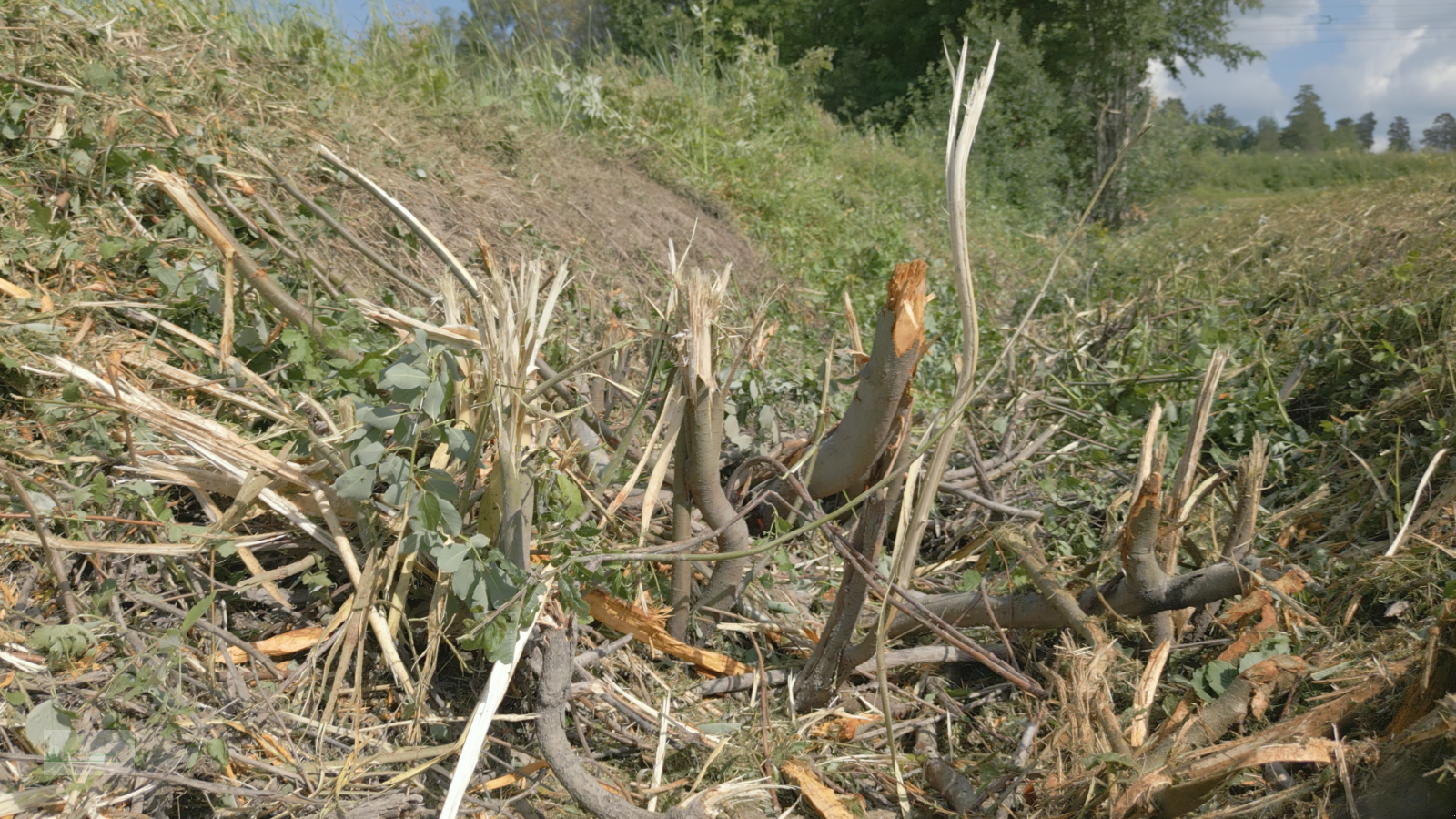 Forstfräse & Forstmulcher Türe ait Trejon M1650 Storm Kettenmulcher, Neumaschine içinde Haibach (resim 6)