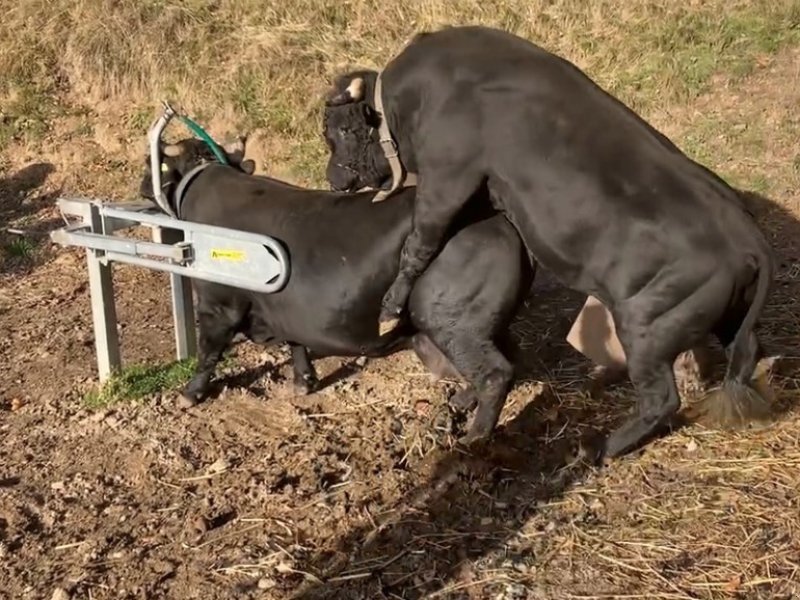 Futterverteilwagen del tipo Sonstige RALAG, Neumaschine en Susten (Imagen 1)