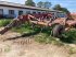 Grubber des Typs Horsch Tiger 6 AS + Tigerdrill 6 TD, Gebrauchtmaschine in Salsitz (Bild 1)