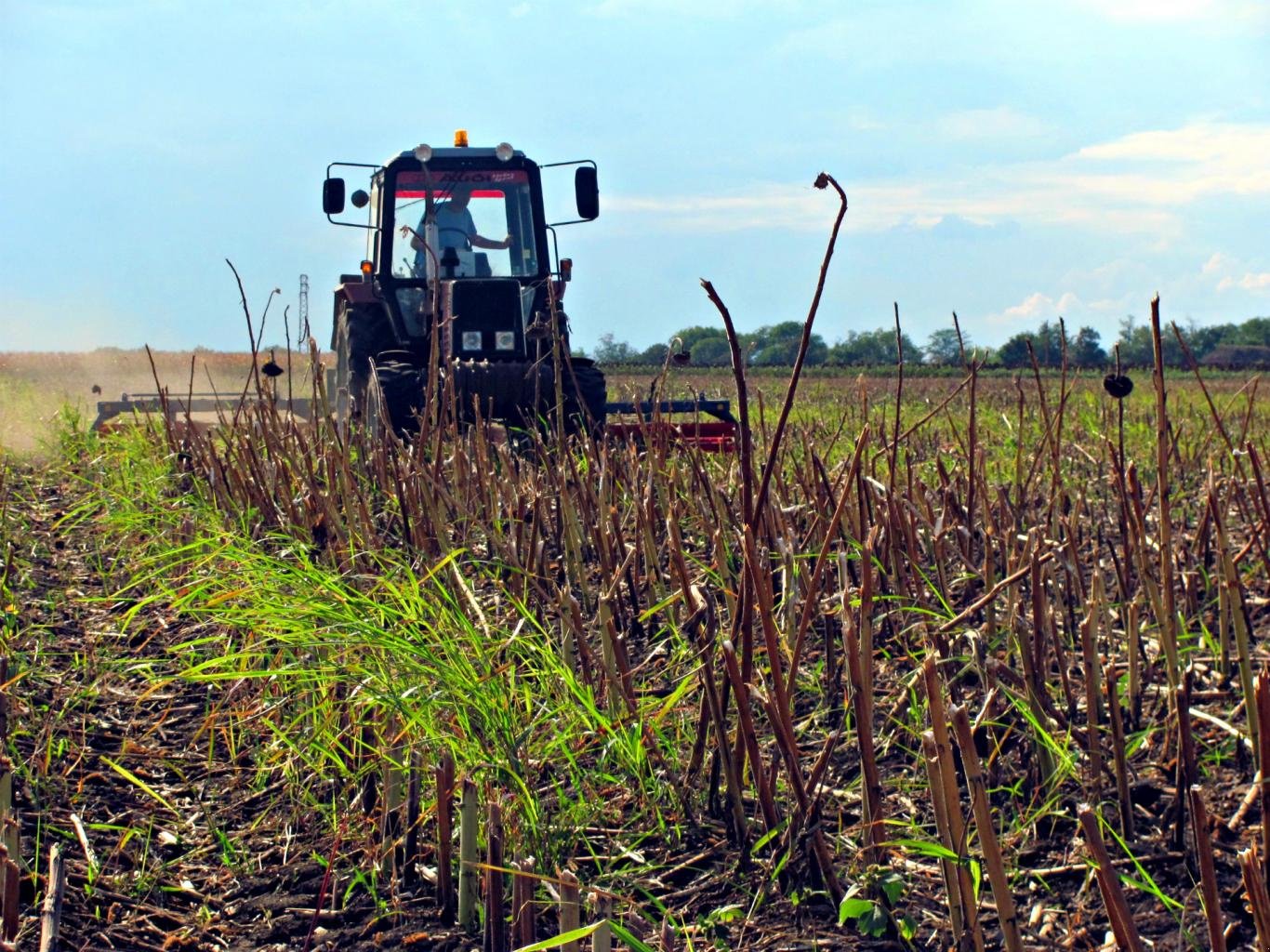 Hackstriegel del tipo Madara Agro CHOPPER MESSERWALZE RLS 506 D, Neumaschine en Bernsdorf (Imagen 5)