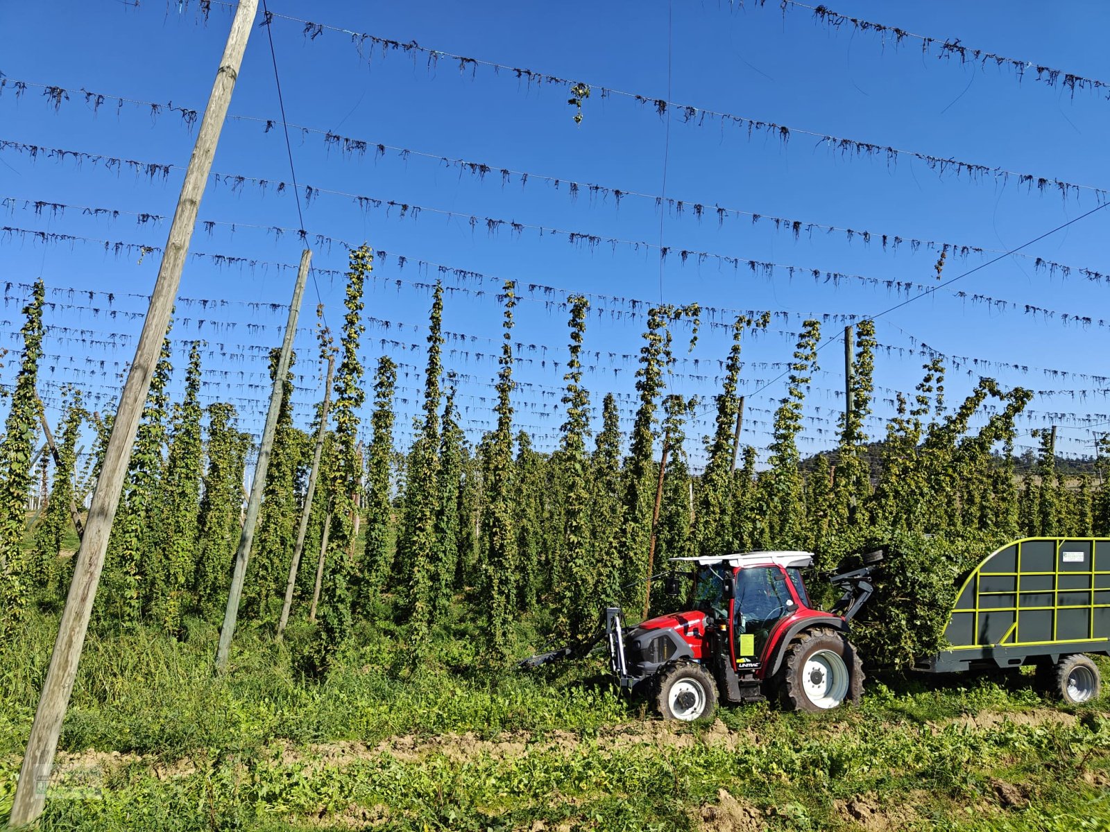 Hopfentraktor typu Heidester Hopfen Abreißgerät & Ladewagen, Neumaschine v Wildenberg (Obrázek 18)