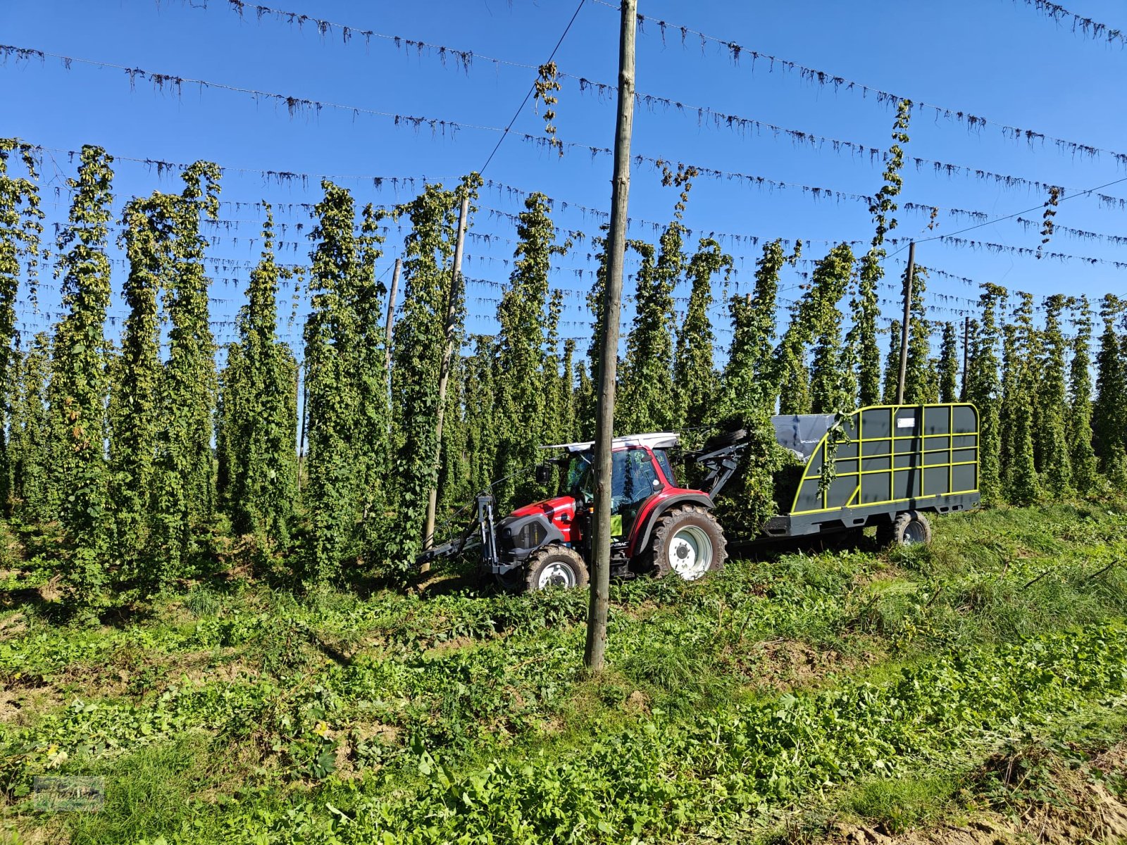 Hopfentraktor des Typs Heidester Hopfen Abreißgerät & Ladewagen, Neumaschine in Wildenberg (Bild 19)