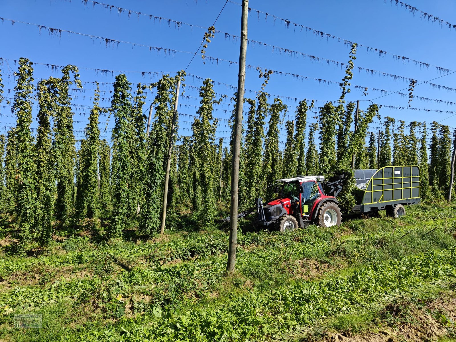 Hopfentraktor del tipo Heidester Hopfen Abreißgerät & Ladewagen, Neumaschine en Wildenberg (Imagen 20)