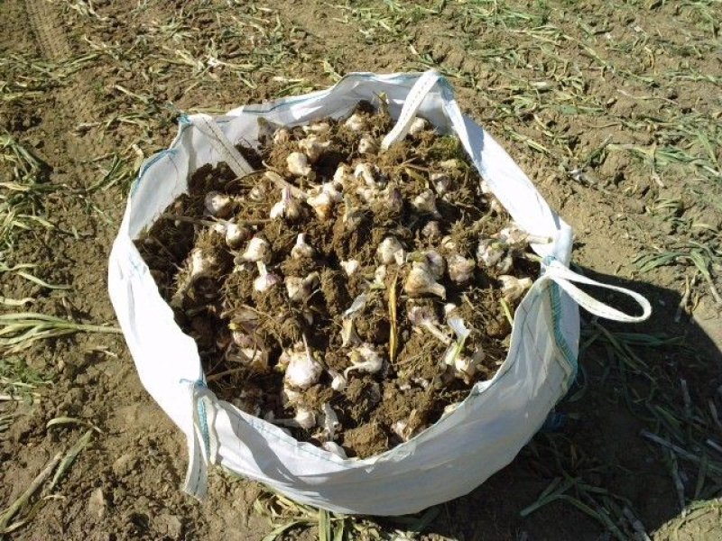 Kartoffel-Sortiermaschine van het type Sonstige Knoblauch Säuberungsanlage, Neumaschine in Harmannsdorf-Rückersdorf (Foto 1)