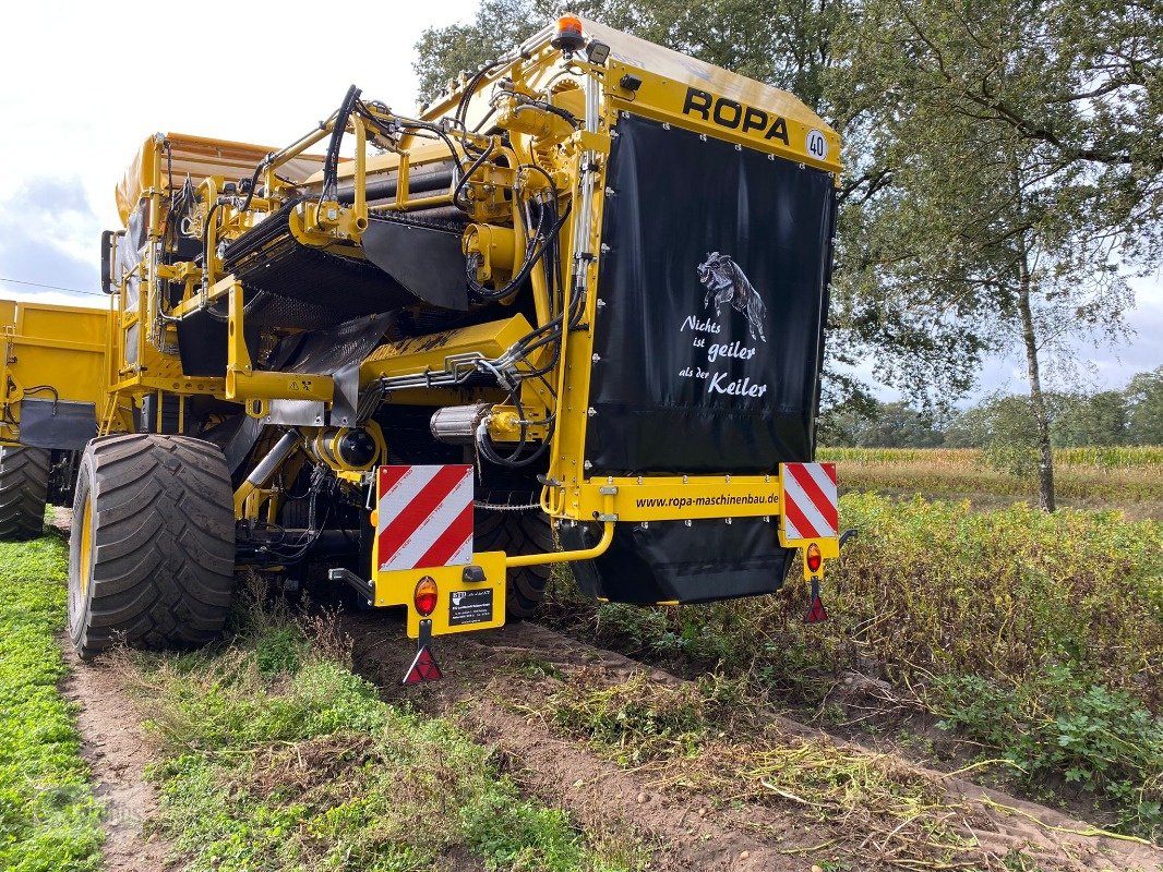 Kartoffelvollernter van het type ROPA Keiler II, Vorführmaschine in Perleberg (Foto 3)