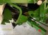 Mähdrescher типа John Deere T660i "Raupenvorbereitung" + ProDrive 30 km/h, Gebrauchtmaschine в Ahaus (Фотография 12)