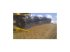 Mähdrescher tipa New Holland NEW HOLLAND Geringhoff 40 fods Triflex Sejlskærebord, Gebrauchtmaschine u Middelfart (Slika 4)