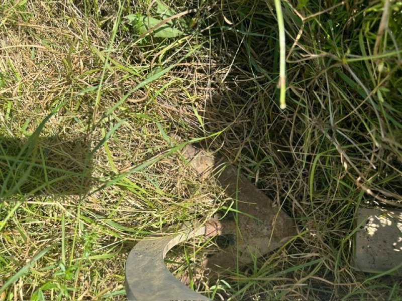 Maishackgerät van het type Sonstige 1,5 m Hackgerät Leibing Frontanbau Sichelhacke, Gebrauchtmaschine in Schutterzell (Foto 5)