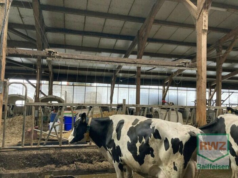 Melkanlage del tipo GEA Farm Technologies Melkanlage Zubehör, Gebrauchtmaschine en Wipperfürth