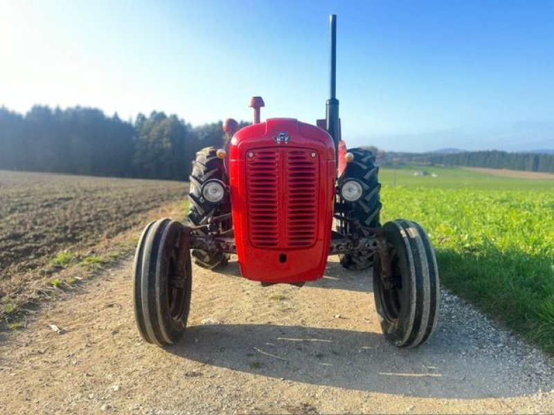 Oldtimer-Traktor del tipo Massey Ferguson FE 35 X, Gebrauchtmaschine In NATTERNBACH (Immagine 7)