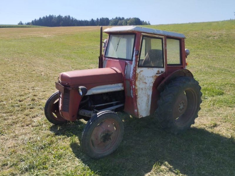 Oldtimer-Traktor van het type Massey Ferguson MF --TEF, Gebrauchtmaschine in NATTERNBACH (Foto 1)