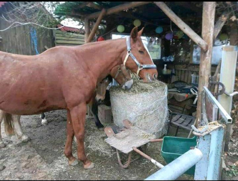 Press-/Wickelkombination типа Criap Midi Baler 85, Gebrauchtmaschine в Baumgarten (Фотография 11)