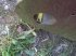 Radlader del tipo Sonstige Volvo L150 L180, Gebrauchtmaschine In Brunn an der Wild (Immagine 2)