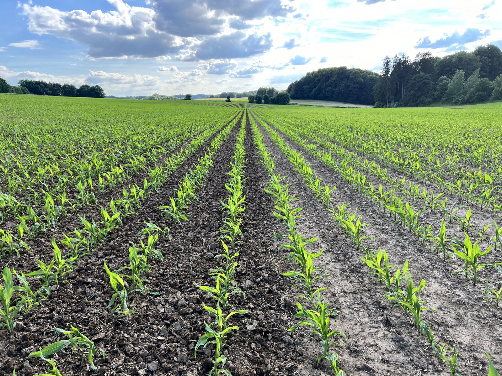 Rollhacke typu Agro M Greenstar 750, Gebrauchtmaschine v Pilsach (Obrázok 2)