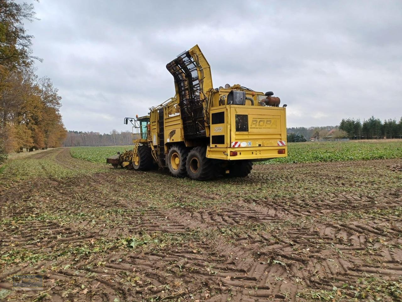 Rübenroder van het type ROPA Tiger, Gebrauchtmaschine in Oyten (Foto 4)