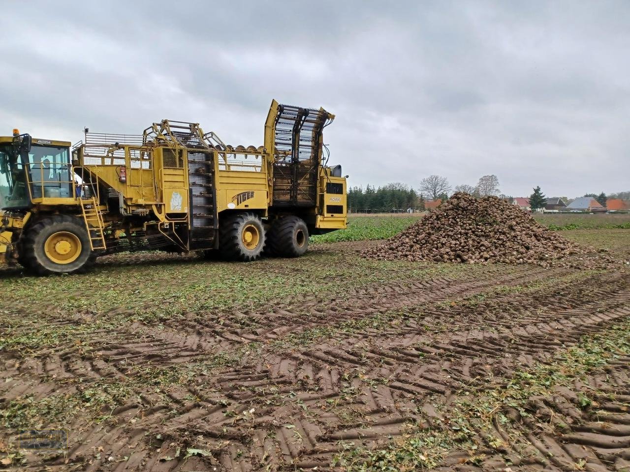 Rübenroder van het type ROPA Tiger, Gebrauchtmaschine in Oyten (Foto 5)