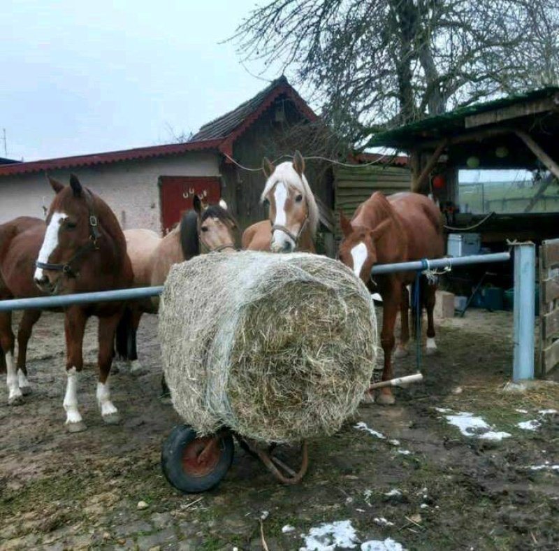 Rundballenpresse van het type Criap Midi Baler 85 Midi Baler 85, Neumaschine in Baumgarten (Foto 10)