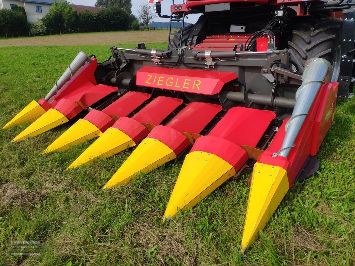 Schneidwerk типа Ziegler Cornchampion 6/70 Maispflücker, Gebrauchtmaschine в Aurolzmünster (Фотография 1)