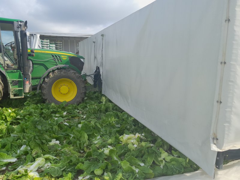 Sonstige Gemüsetechnik tip Büngener EB 12, Gebrauchtmaschine in Landau (Poză 1)