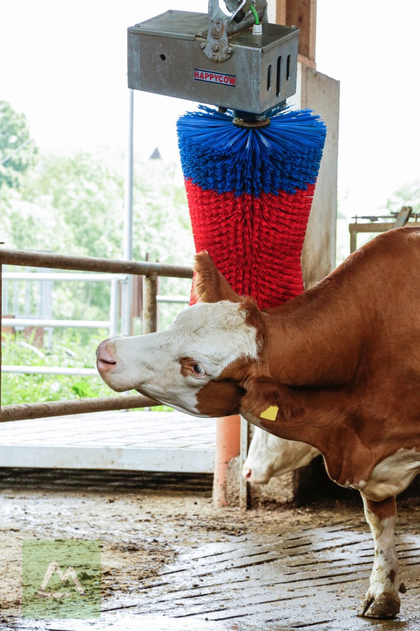 Sonstige Hoftechnik от тип Kerbl Kerbl Kuhputzmaschine HAPPYCOW MaxiSwing (kostenlose Lieferung), Neumaschine в Weiz (Снимка 8)