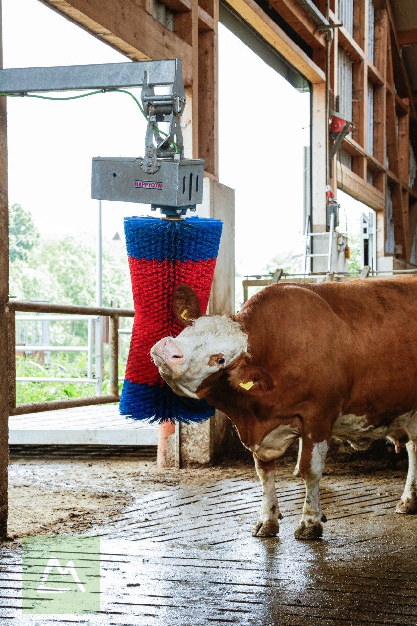 Sonstige Hoftechnik van het type Kerbl Kerbl Kuhputzmaschine HAPPYCOW MaxiSwing (kostenlose Lieferung), Neumaschine in Weiz (Foto 10)