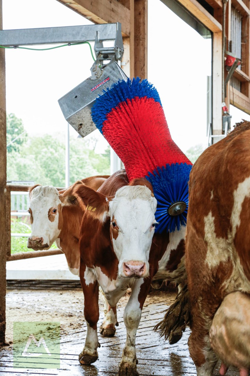 Sonstige Hoftechnik van het type Kerbl Kerbl Kuhputzmaschine HAPPYCOW MaxiSwing (kostenlose Lieferung), Neumaschine in Weiz (Foto 14)