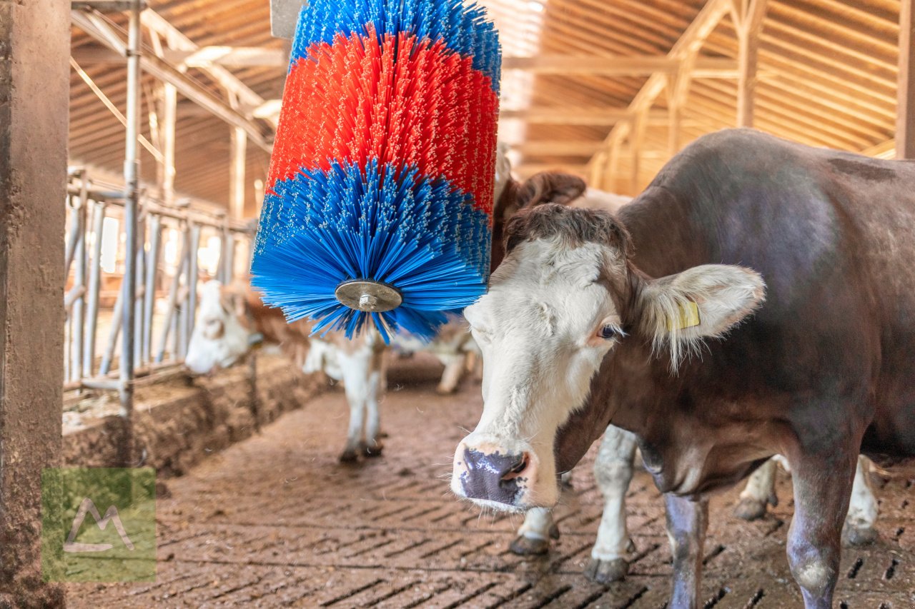 Sonstige Hoftechnik typu Kerbl Kerbl Kuhputzmaschine HAPPYCOW MidiSwing (kostenlose Lieferung), Neumaschine w Weiz (Zdjęcie 3)