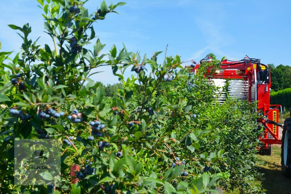 Sonstige Obsttechnik & Weinbautechnik typu Weremczuk Die Erntemaschine für Heidelbeeren, Himbeeren und Brombeeren KAREN, Neumaschine v Skierniewice (Obrázek 3)