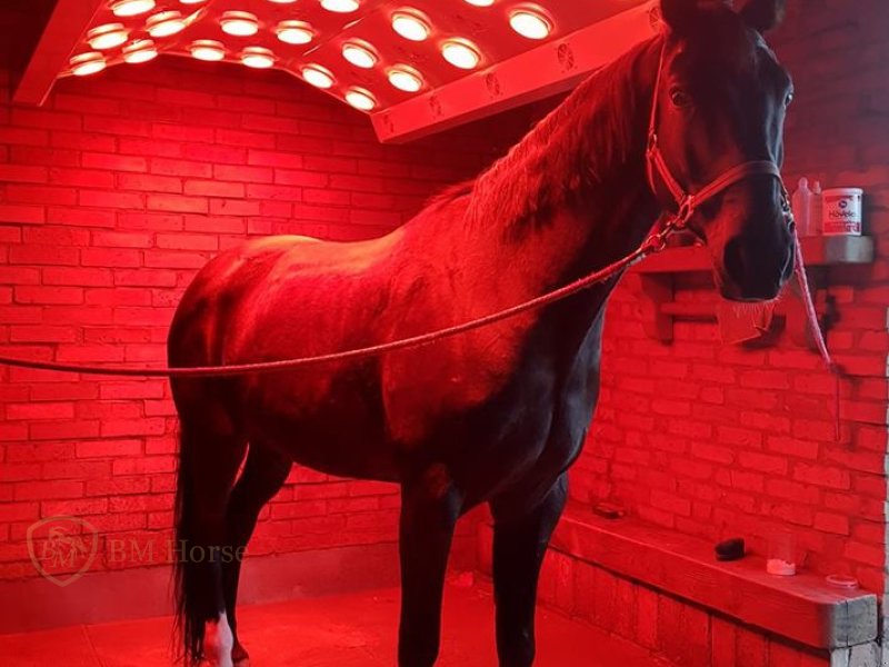 Sonstiges des Typs BM Horse Pferde Alu Solar, Neumaschine in Bytów