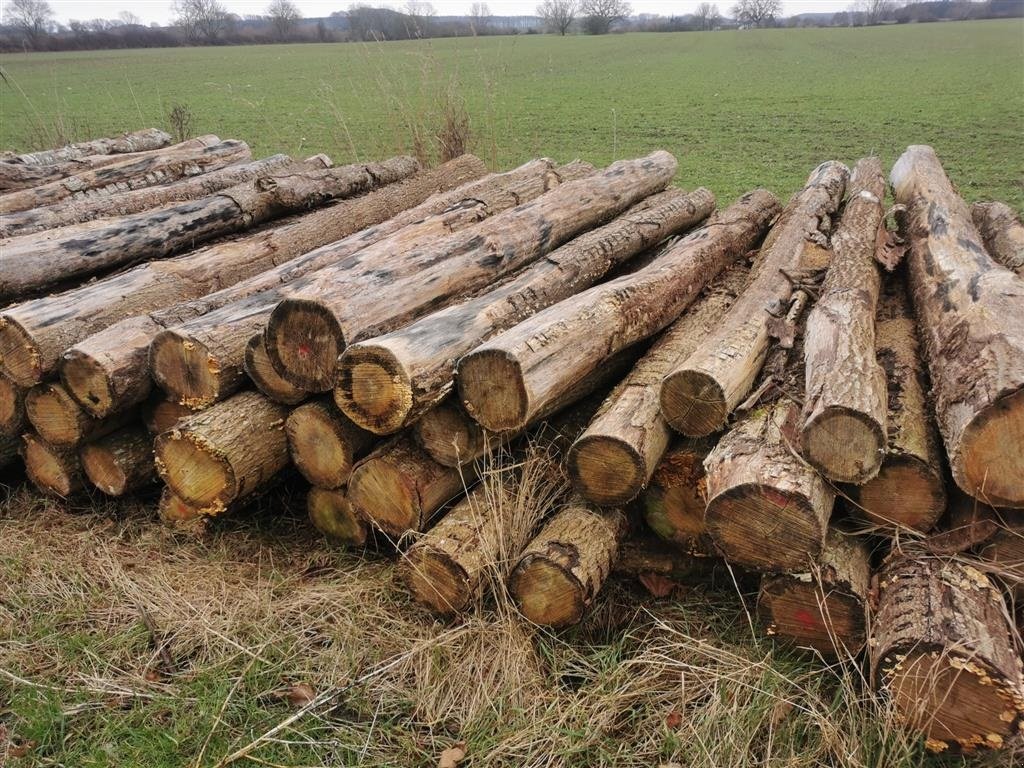 Sonstiges of the type Sonstige Egetræsstolper 3 m, Gebrauchtmaschine in Egtved (Picture 2)