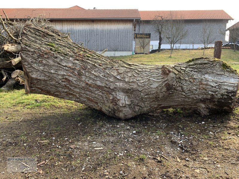 Sonstiges του τύπου Sonstige Nussbaumstamm ca. 90cm Durchmesser, ca. 320cm la, Gebrauchtmaschine σε Ainring