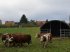 Sonstiges des Typs Sonstige Weidezelt Unterstand 6x6m Landwirtschaft Neu inkl. Panels, Gebrauchtmaschine in Rodeberg OT Eigenrieden (Bild 3)