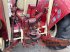 Traktor des Typs Case IH IH 624, Gebrauchtmaschine in Ampfing (Bild 7)