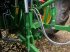 Traktor typu John Deere 6130 R + CHARGEUR + AUTOGUIDAGE, Gebrauchtmaschine w MEYMAC (Zdjęcie 9)