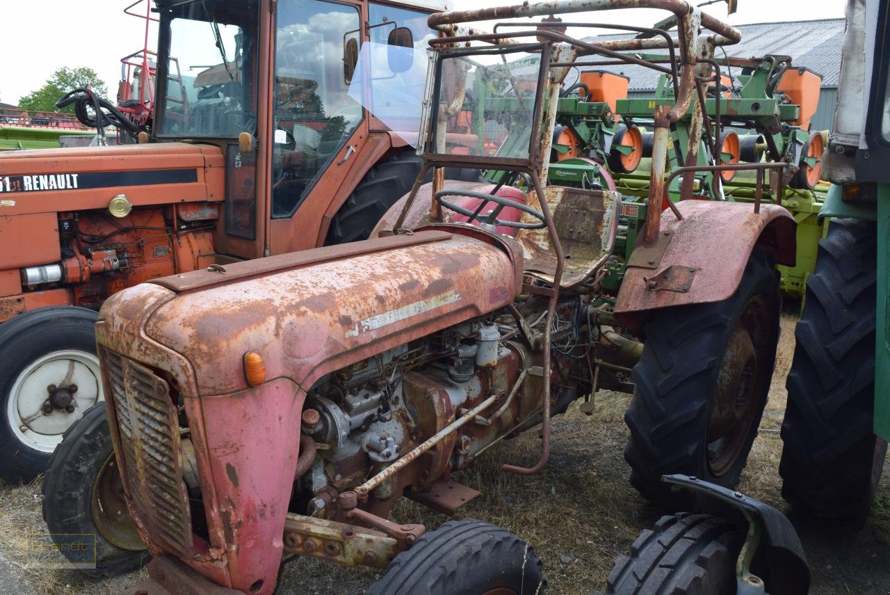 Traktor van het type Massey Ferguson MF 35, Gebrauchtmaschine in Oyten (Foto 2)