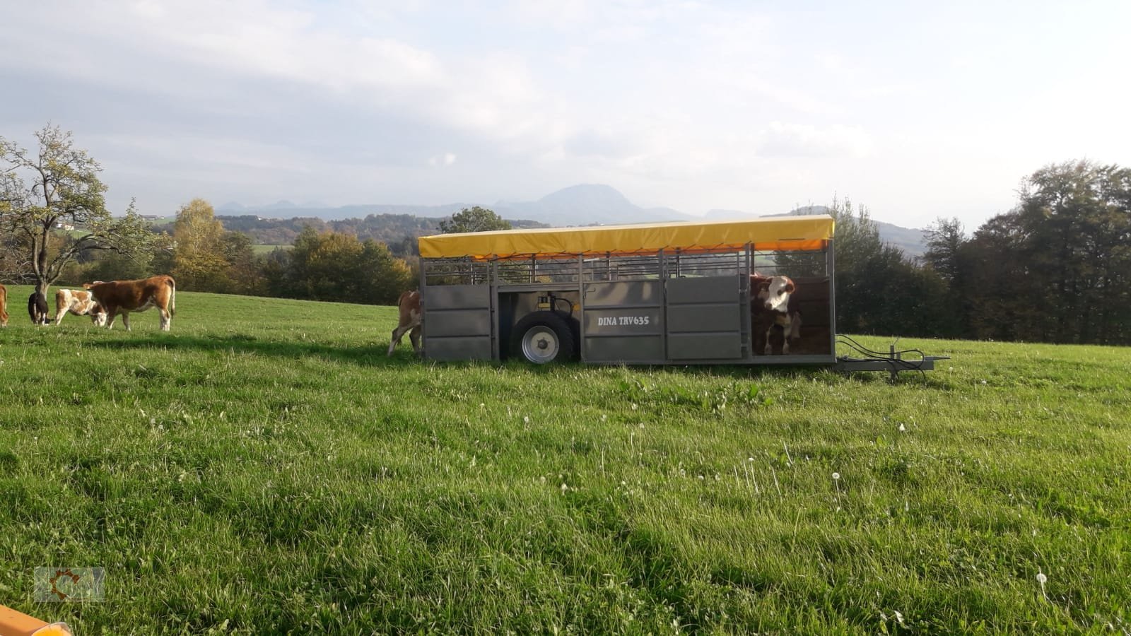 Viehanhänger des Typs Dinapolis TRV Tiertransportwagen Druckluft Hydraulisch absenkbar, Neumaschine in Tiefenbach (Bild 3)