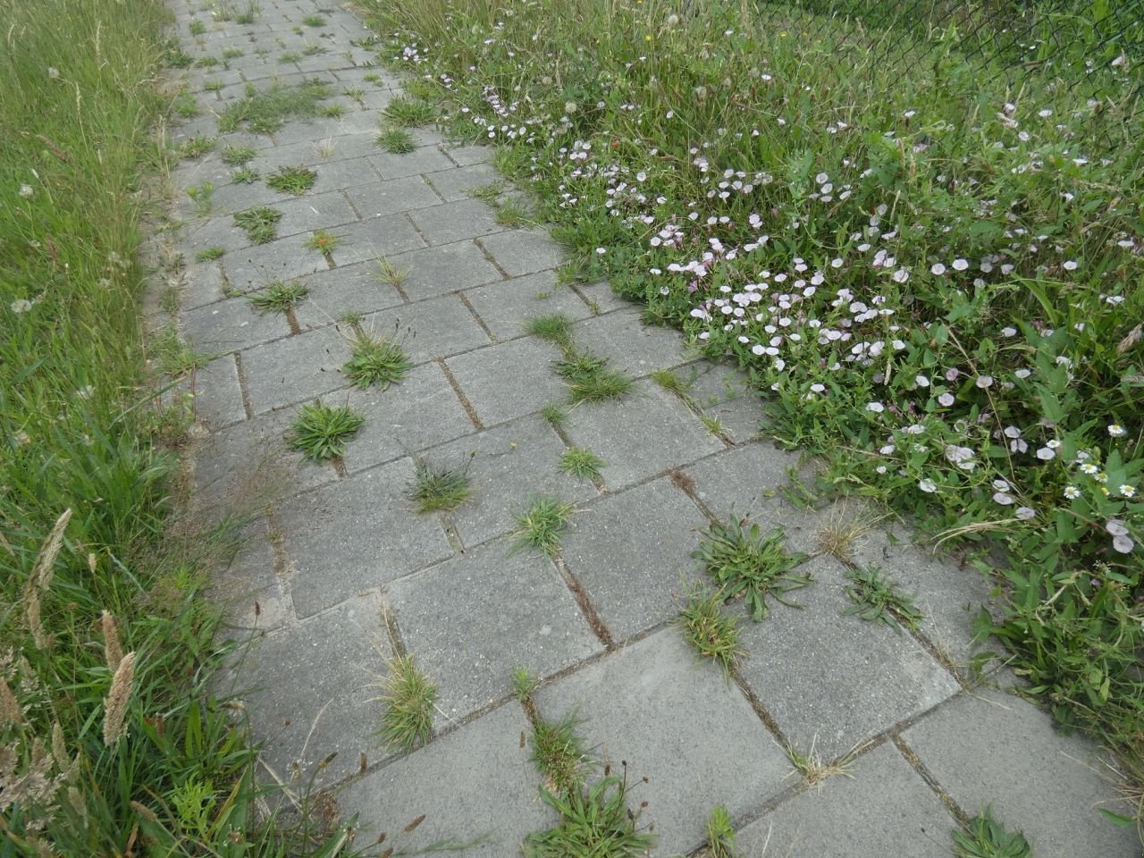 Wildkrautbürste of the type Sonstige WEEDCONTROL WEEDCONTROL Air Combi Compact, Gebrauchtmaschine in Klarenbeek (Picture 5)