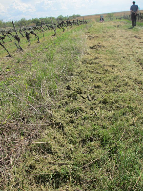 Sonstige Obsttechnik & Weinbautechnik del tipo Conpexim CPX Weingartenmulcher, Neumaschine en Apetlon (Imagen 3)