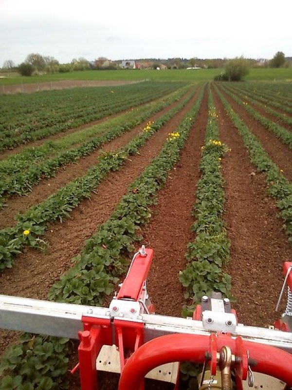 Bodenfräse del tipo Minos Agri Reihenfräse T-SCM-5-A, Neumaschine en Münstermaifeld (Imagen 2)