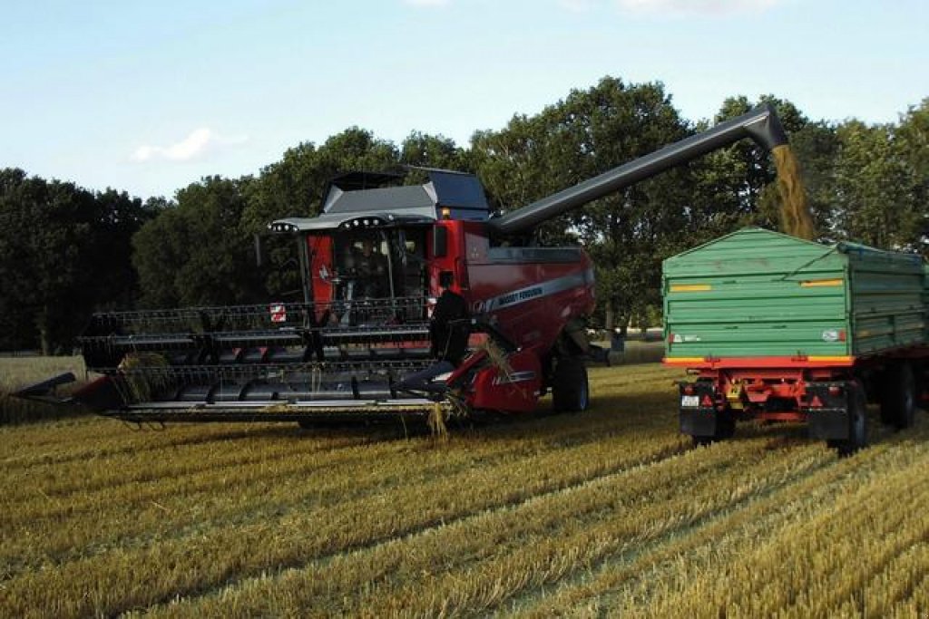 Oldtimer-Mähdrescher of the type Massey Ferguson Beta 7370,  in Луцьк (Picture 4)