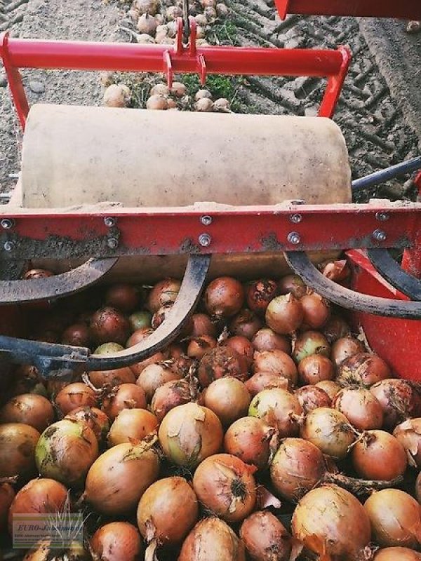 Kartoffelroder Türe ait Unia Unia Vollernter, Kartoffelroder, Pyra 1600, Vorführmaschine, Vorführmaschine içinde Itterbeck (resim 18)